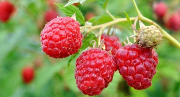 Jak transplantovat maliny na podzim - návod